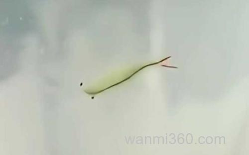 丰年虾_0