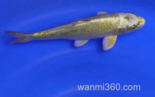 锦鲤_2