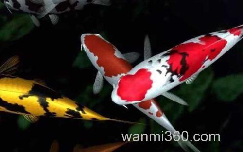锦鲤_0
