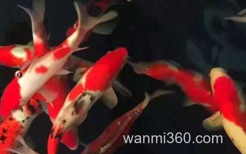 锦鲤_1