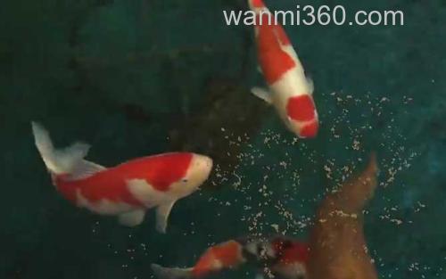 锦鲤_2