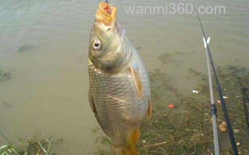 鲤鱼_1