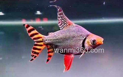 飞凤鱼_1