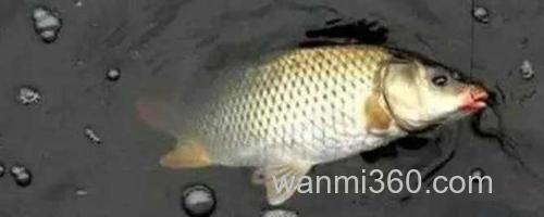 野钓鲤鱼_0