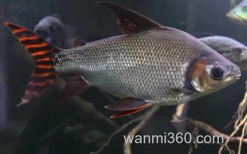 飞凤鱼_1