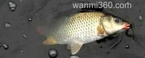 钓鲤鱼_0