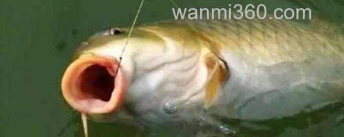 钓鲤鱼_0