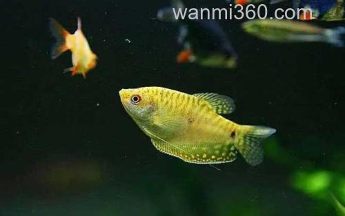 金曼龙_2