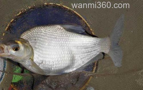 鳊鱼_3