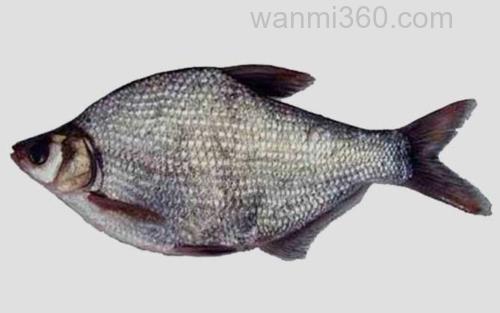 鳊鱼_0
