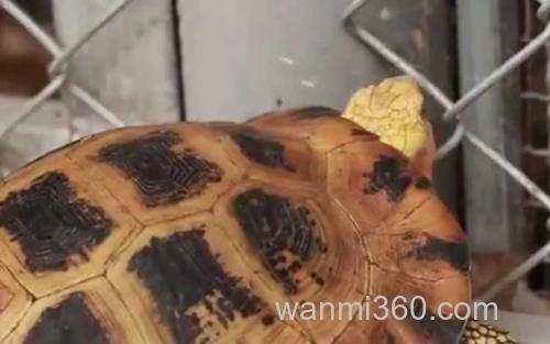 缅甸陆龟_1