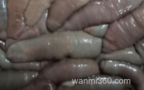 单环刺螠_1