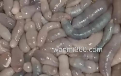 单环刺螠_3