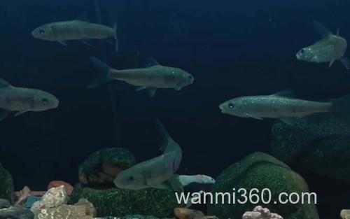 赤鳞鱼_0