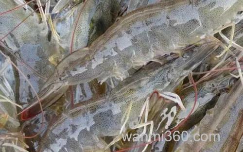 南美白对虾_1