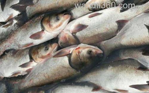 钓鲢鱼_5