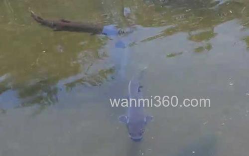 哲罗鲑_1