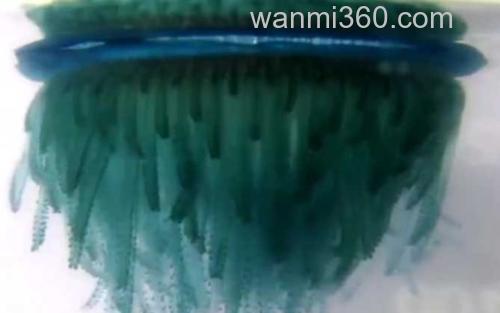 银币水母_2