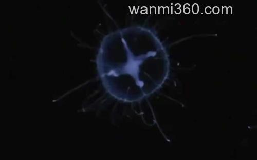 桃花水母_3