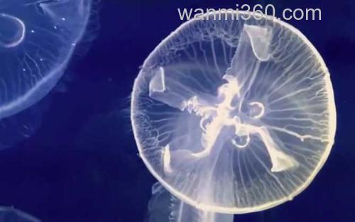 海月水母_0