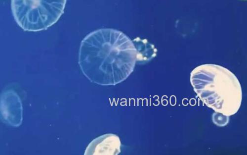 海月水母_1