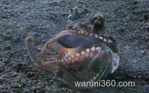 章鱼_1