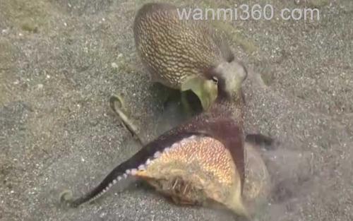 章鱼_1