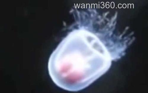 灯塔水母_3