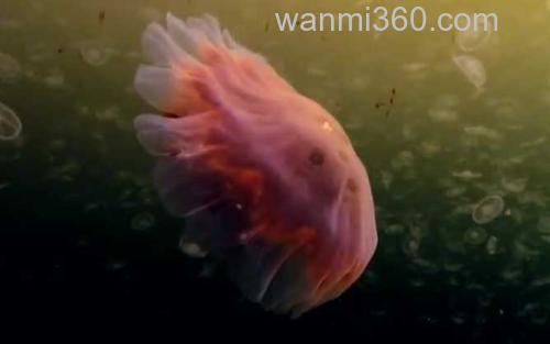 北极霞水母_7