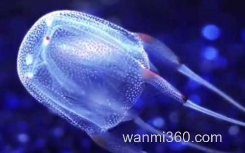 澳洲方水母_0