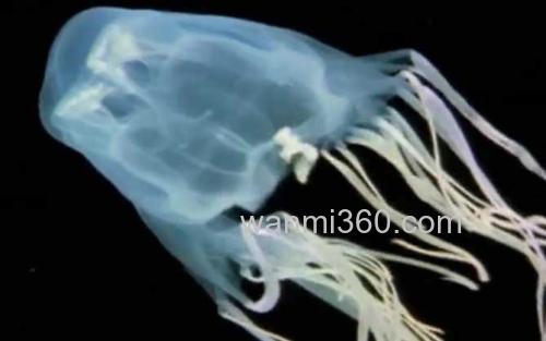 澳洲方水母_3