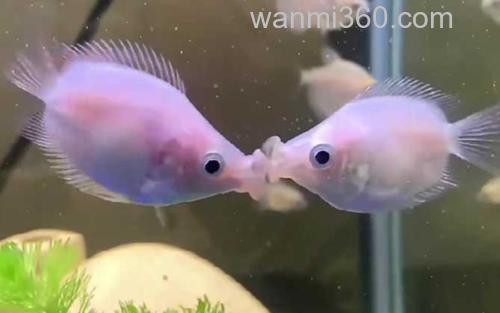 鱼缸_0