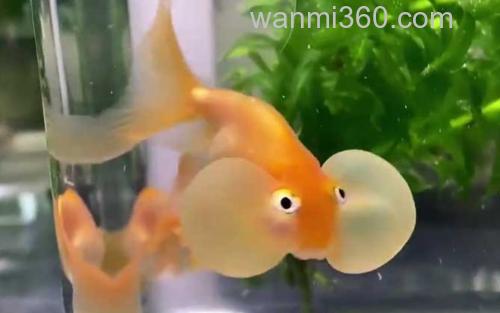 水泡金鱼_3