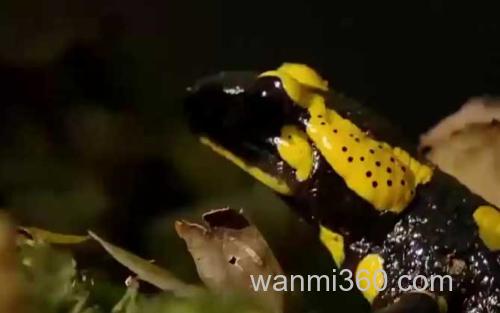 火蝾螈_2