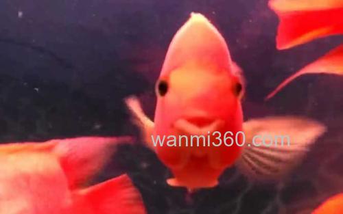 红鹦鹉鱼_1
