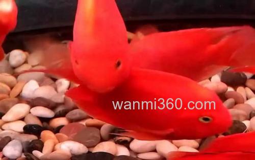红鹦鹉鱼_4