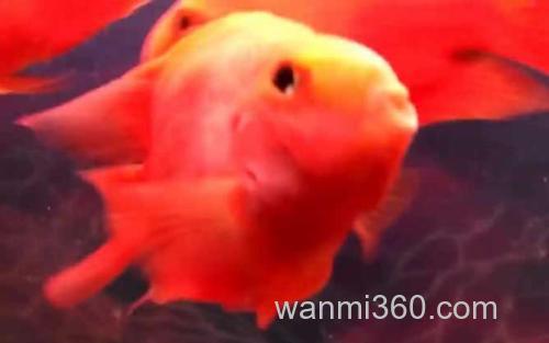 红鹦鹉鱼_3