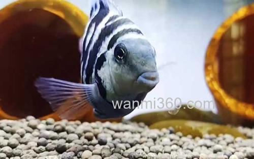 鹦鹉鱼_0