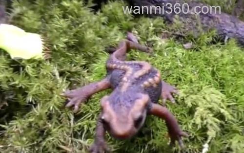 蝾螈_3