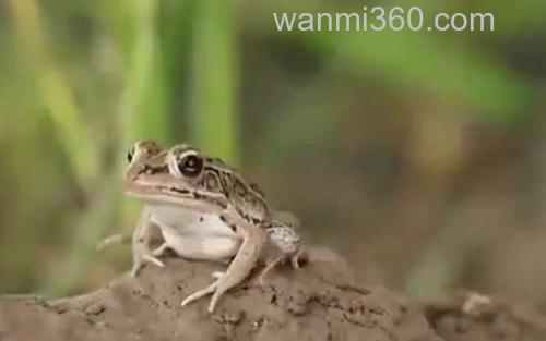 青蛙_4