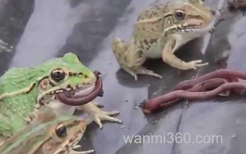青蛙_2
