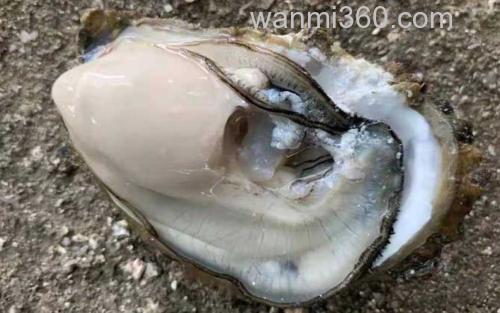 生蚝_0