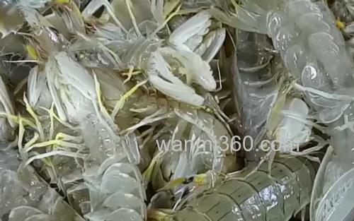 皮皮虾_1