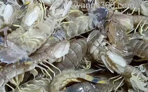皮皮虾_3