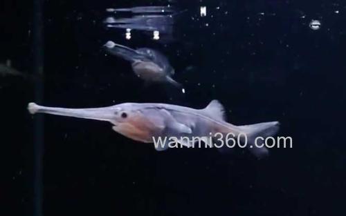 鸭嘴鱼_2