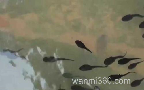 蝌蚪_0