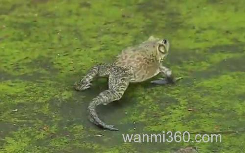 牛蛙_1