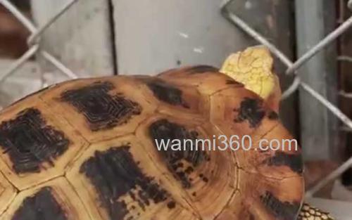 缅甸陆龟_1