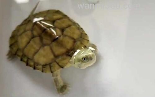 石金钱龟_2