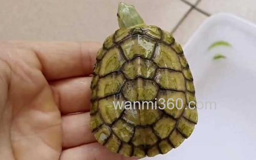 石金钱龟_0